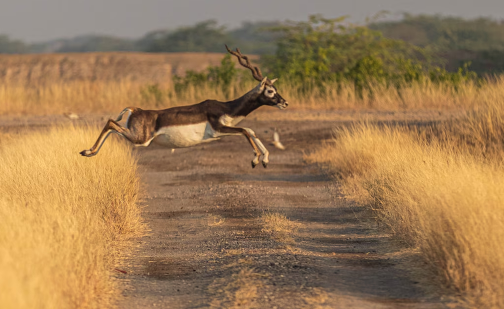 Blackbuck Trails